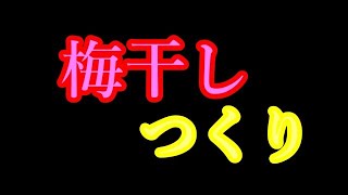 梅干しの作り方 （下処理から保存まで）