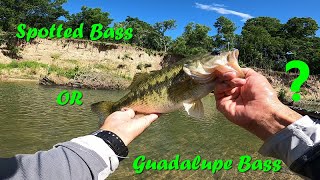 Spotted Bass or Guadalupe Bass???? - Can you tell the difference