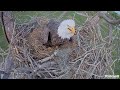 swfl eagles ~ f23 lays her first egg of the 2024 2025 season 🎉 congratulations m15 u0026 f23 💕 11.8.24