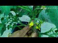 தக்காளி செடியில் கவாத்து செய்வது எப்படி how to prune tomato plant in tamil