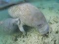 mammy and baby manatee　赤ちゃんマナティー