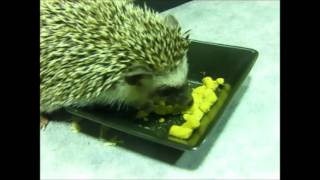 ハリネズミの偏食への対応 Hedgehog