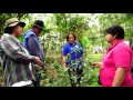 Arabica Coffee Rooted Cuttings as Planting Materials in the Highlands