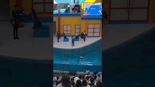 海獅 表演 🦭｜海獅劇場｜海獅巡警隊｜遠雄海洋公園｜Farglory Ocean Park