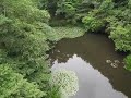 06 07 泉橋の上から牛ガエルの鳴き声