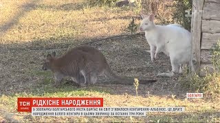 У звіринці Болгарії на світ з'явилося кенгуреня-альбінос