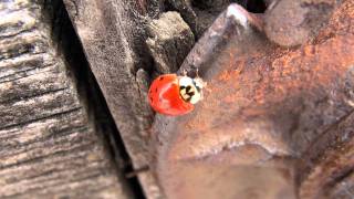 Multicolored Asian Lady Beetle (Coccinellidae: Harmonia axyridis)