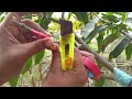 how to graft mango tree grafting mango trees technique mango grafting gardening