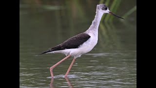 어린 장다리물떼새 Black-winged Stilt #birdwatching