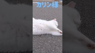 港のボス猫カリン様‼️豪快なへそ天 #shorts