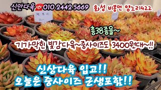 울긋불긋 예쁜빛감다육들 신상다육입고!! 몽땅구매시 10종가격에 9종더!! 중사이즈짚시 델트라쨈 등을 3천원대에~!!*유료광고포함