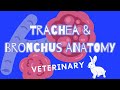 How does air reach the lungs? Is this airway different for animals? VETERINARY MEDICINE