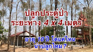 ประดู่ป่า ปลูกระยะ 4x4 เมตร อายุ 10 ปี โตแค่ไหน น่าปลูกไหม?