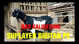 HARGA KAMBING PE KALIGESING | HABISKAN STOK 24-09-2020, BANTU KIRIM GRATIS