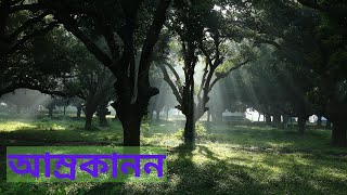 জমিদার বৈদ্যনাথ বাবুর ব্রিটিশ আমলের আম বাগান | Mujibnagar Mango Gerden