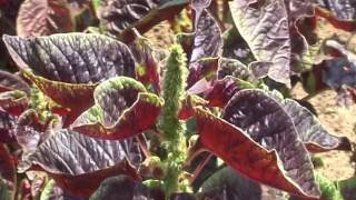 Saving Seeds of Amaranth