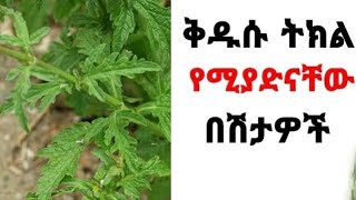 🔴#75 ቅዱሱ ተክል የሚያድናቸው በሽታዎች !!( @ethiotube3882