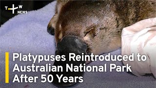 Platypuses Return to Australia's Oldest National Park After 50 Years | TaiwanPlus News