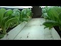 LETTUCE, GROWING IN A RAIN GUTTER PLANTER   STEP BY STEP HOW TO DO IT (OAG)