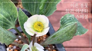 가드닝. 이른 봄 희귀 야생화. 동백 홀릭! 비비추 바람꽃. 자향등 보기 힘든 야생화. Rare wildflowers early spring. Camellia .