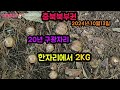 20년 구광자리!! 한자리에서 송이버섯 2kg 송이가족을 만났습니다.