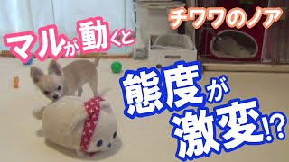 【マルが動くと態度が激変！？】チワワのノア #62 ～ Chihuahua's attitude changed when Maru moved !? ～