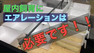 (メダカ)屋内飼育にエアレーションは必要か？？ いるよね！！