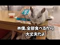 チンチラ、モルモットに初めてセロリの葉をあげてみると… 【when chinchillas and guinea pigs are fed celery for the first time...】