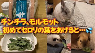 チンチラ、モルモットに初めてセロリの葉をあげてみると… 【When chinchillas and guinea pigs are fed celery for the first time...】