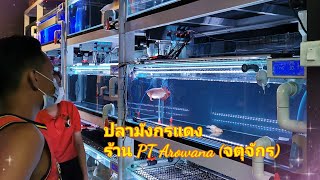 ปลามังกรแดง​ ร้าน PT​ Arowana​  (Super​ Red​ Arowana)​🐟