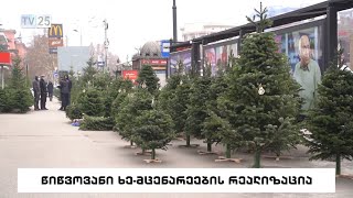 წიწვოვანი ხე-მცენარეების რეალიზაცია