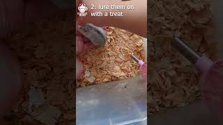 How to pick your hamster up #shorts