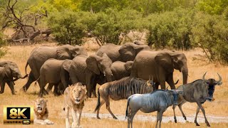 8K Animals Wildlife - Gondwana Game Reserve, Africa - Scenic Film about Incredible Wild Nature