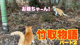 実話！猫の恩返し！山奥で竹取をする老人を助け妹を守り暮らす兄猫！