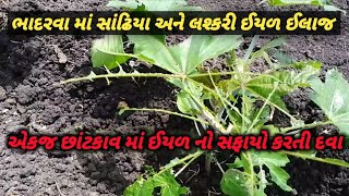 ભાદરવા માં એરંડા માં દવા નઈ મારો તો પસ્તાવું પડશે ll જબરદસ્ત અટેક ઈયળ નો ll એક વાર માં સાફ