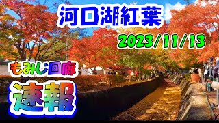 4K 河口湖 紅葉状況 11/13【速報レポ】もみじ回廊・街路樹  Lake Kawaguchi Autumn leaves Latest report