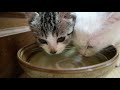 kittens screaming for food