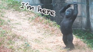 小金剛Ringo最近都用拍頭方式要食物Lately Ringo asked for food by patting his head#金剛猩猩 #gorilla