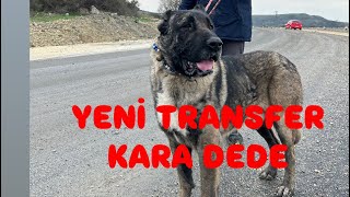 YENİ TRANSFER ​⁠@Ergnbhcs BAHÇEYE İNDİ ( KARA DEDE )