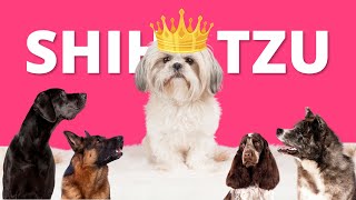 Why Shih Tzus are Better than Other Dog Breeds?