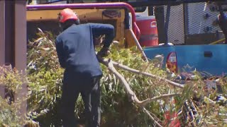 UCSD removing hundreds of Eucalyptus trees from student housing area