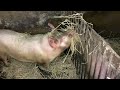 the hard life of a young man in the mountains caring for animals