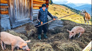 The Hard Life Of A Young Man In The Mountains Caring For Animals