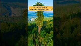 இது தான் உலகிலேயே மிக உயரமான மரமா?! The world's tallest tree, Hyperion || #shorts #trending #nature