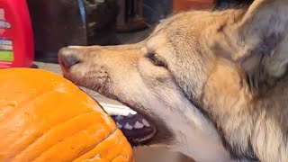 Pumpkin Carving with a Wolf Puppy! #wolfdog #wolfpup