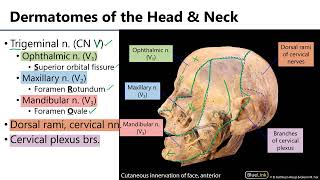 LO8 Cutaneous Innervation of Face