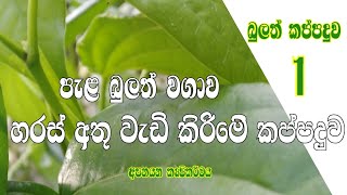 බුලත් වැල කප්පාදු කිරිම - පැළ බුලත් වගාව (මූලික අවදිය ) Pruning the betel vine -  (initial stage)