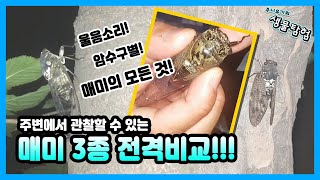 우리동네매미 말매미 유지매미 참매미 3종 울음소리 형태 암수빅ㅛ