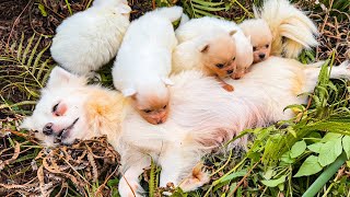 LTT Animal || Emergency: Mother Dog Collapses, Puppies Found in Tree Cave