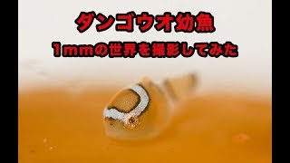 【ダンゴウオ幼魚】をスーパーマクロで覗いてみたい